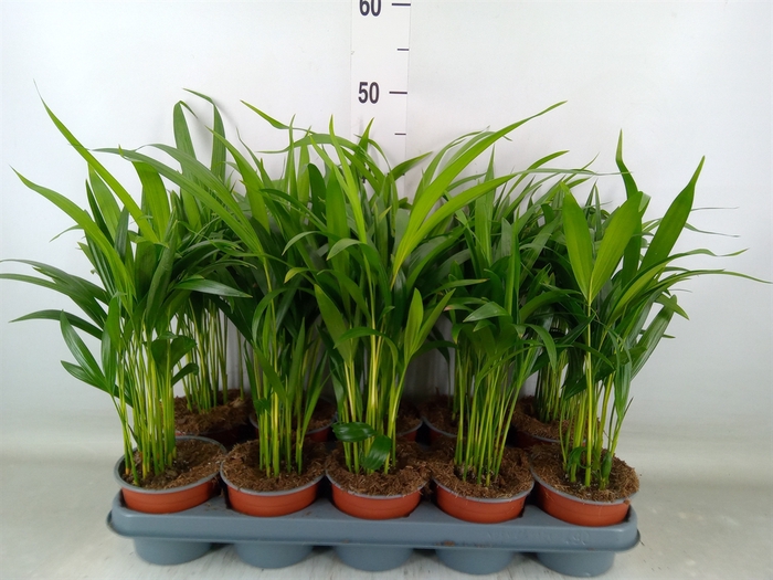 <h4>Dypsis lutescens   ...Chrysalidoca</h4>