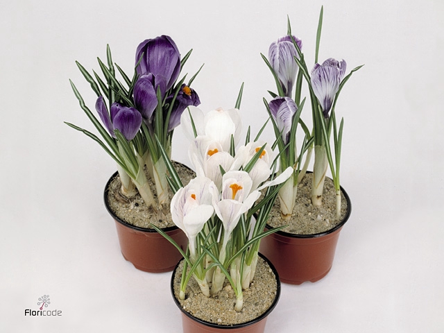 Crocus Mix