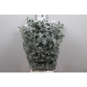 Euca Cinerea Per Bunch 300 Gram Extra