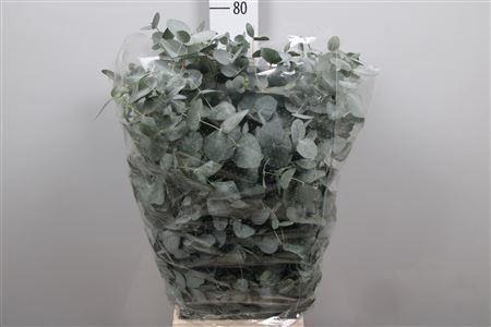 <h4>Euca Cinerea Per Bunch 300 Gram Extra</h4>