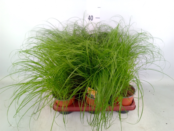 <h4>Cyperus alternifolius 'Zumula'</h4>