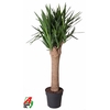 Yucca