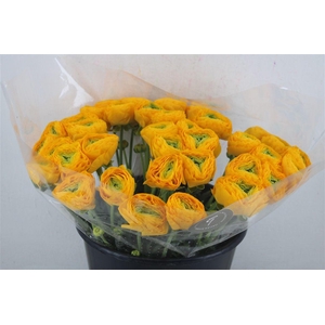 Ran Cloni Sup Solaris