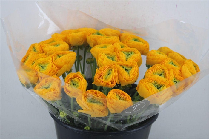 <h4>Ran Cloni Sup Solaris</h4>