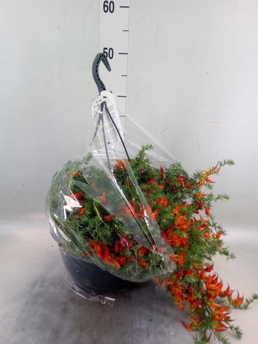 <h4>Lotus corniculatus</h4>