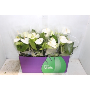 ANTHURIUM SAMORA P15
