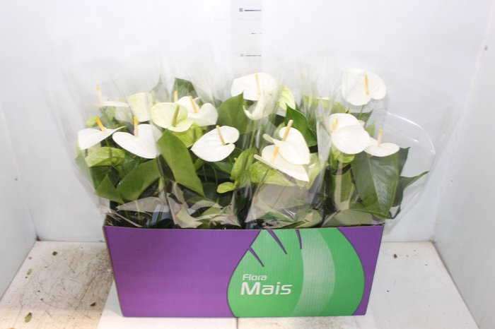 <h4>ANTHURIUM SAMORA P15</h4>