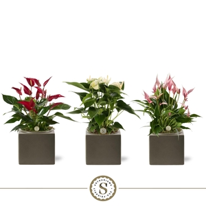 Belicia Dark Grey 12cm Mix