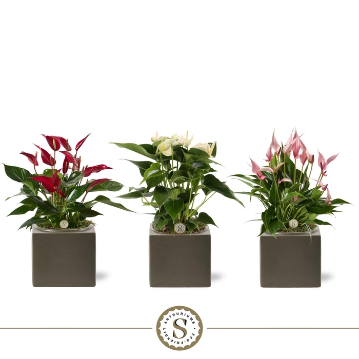 <h4>Belicia Dark Grey 12cm Mix</h4>