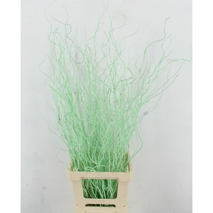 SALIX OV KLB H%
