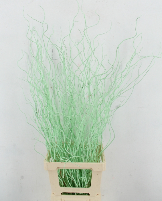 <h4>SALIX OV KLB H%</h4>