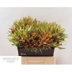 LEUCAD AYOBA CH PEAR