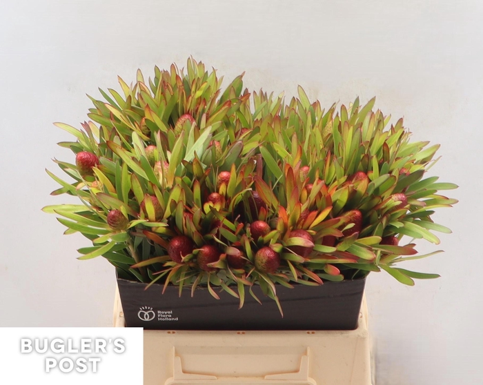 <h4>LEUCAD AYOBA CH PEAR</h4>