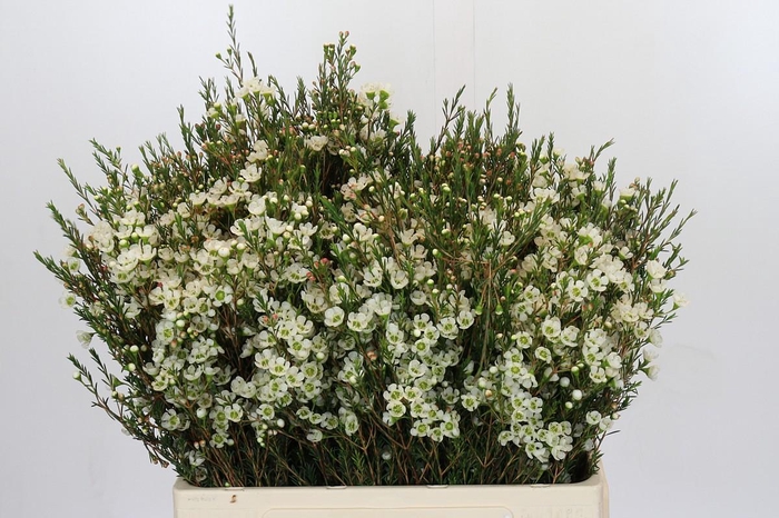 <h4>Chamelaucium Sirius</h4>