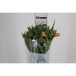 ALSTROEMERIA CANYON 080 CM