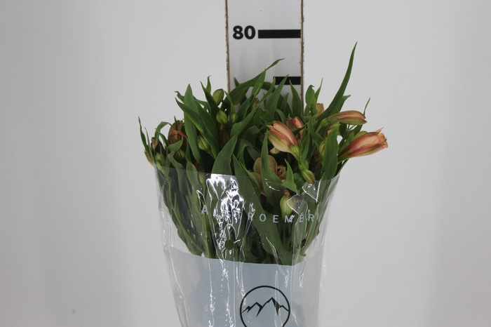 <h4>ALSTROEMERIA CANYON 080 CM</h4>