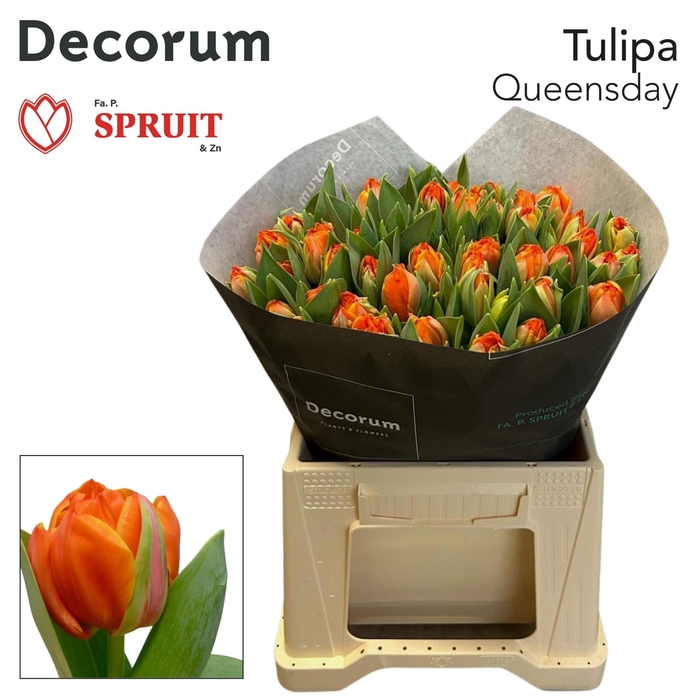 <h4>TU DU QUEENSDAY</h4>