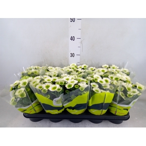 Chrysanthemum  'Splash Meadow'
