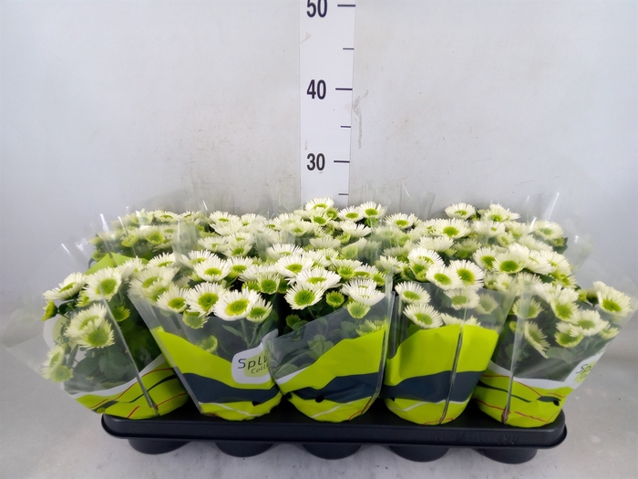 <h4>Chrysanthemum  'Splash Meadow'</h4>