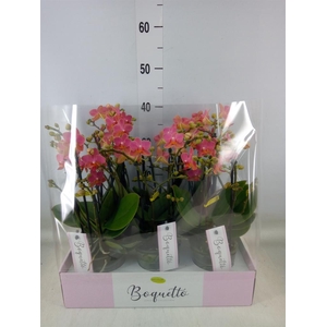 Phalaenopsis multi.   ...orange