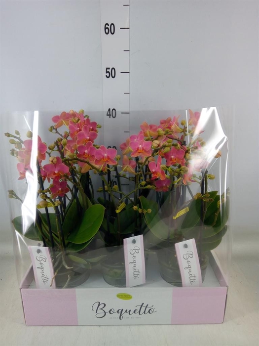 <h4>Phalaenopsis multi. ...orange</h4>