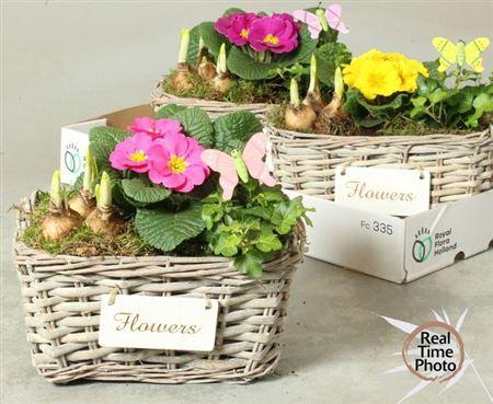 <h4>Arr Tuinplanten</h4>