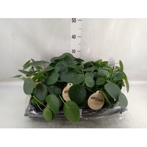 Pilea peperomoides