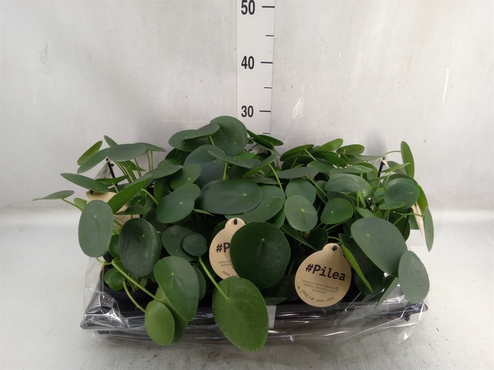 Pilea peperomoides