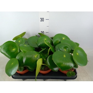 Peperomia polybotrya 'Raindrop'