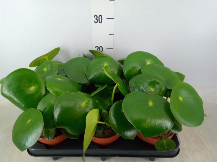 <h4>Peperomia polybotrya 'Raindrop'</h4>