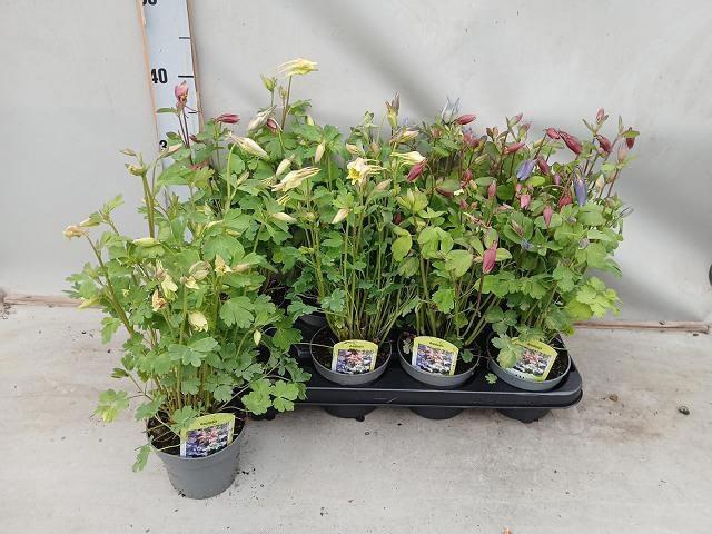 <h4>AQUIL CAERULEA</h4>