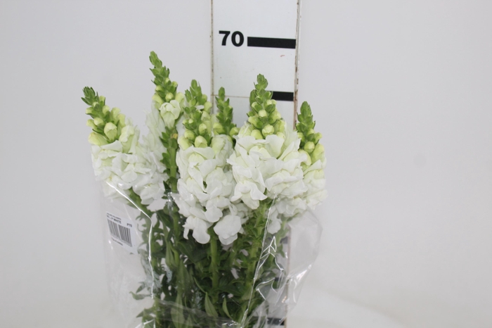 <h4>BOCA DE LEAO POTOMAC WHITE 070 CM</h4>