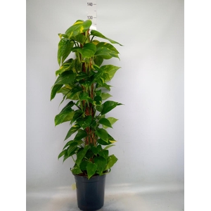 Epipremnum pinn.   ...moss stick