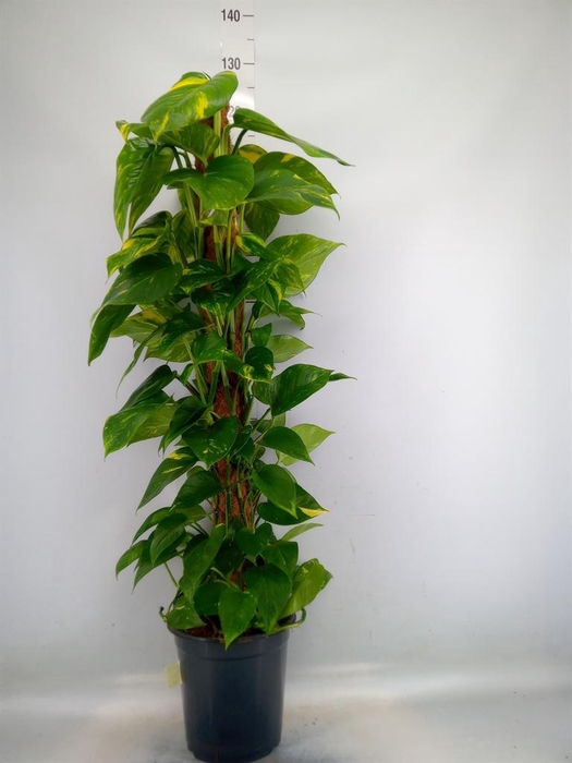 <h4>Epipremnum pinn.   ...moss stick</h4>