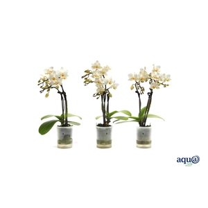 Phal Tiny Dolls Wit 3T18+ Aqu@
