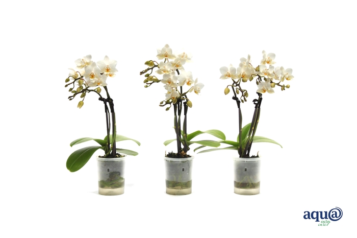 <h4>Phal Tiny Dolls Wit 3T18+ Aqu@</h4>