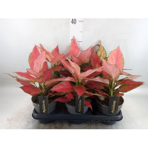 Aglaonema  'Cherry Baby'