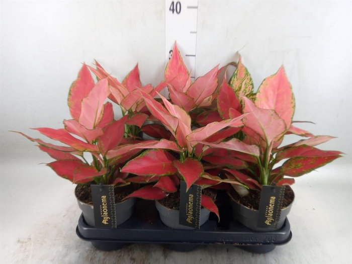<h4>Aglaonema  'Cherry Baby'</h4>