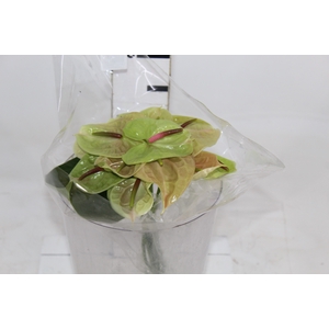 ANTHURIUM PISTACHE 6/7.5 025 CM DIAM MIN 6 CM VERDE