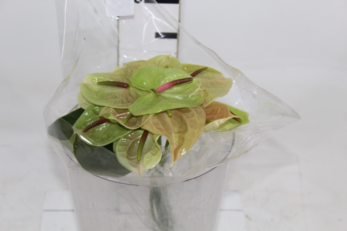 <h4>ANTHURIUM PISTACHE 6/7.5 025 CM DIAM MIN 6 CM VERDE</h4>