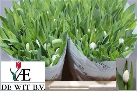 <h4>Tu En Royal Virgin</h4>