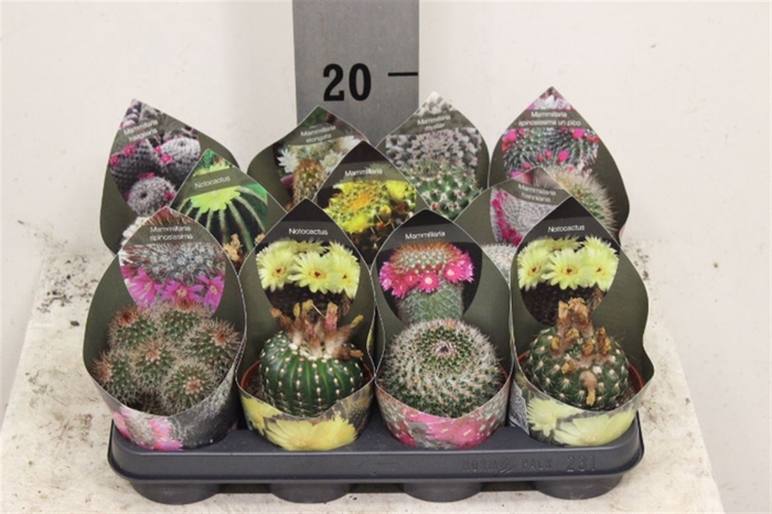 <h4>Cactus Mix Blooming Pot Oe 10,5 - T</h4>
