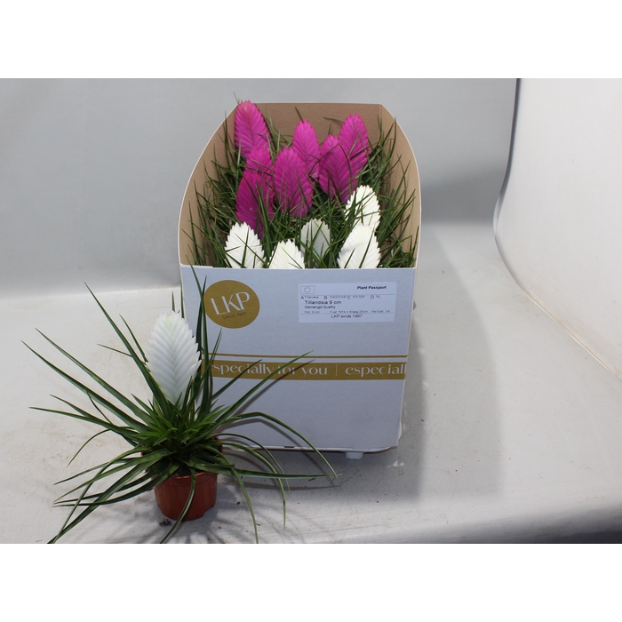 <h4>Tillandsia mixed 9Ø 22cm</h4>