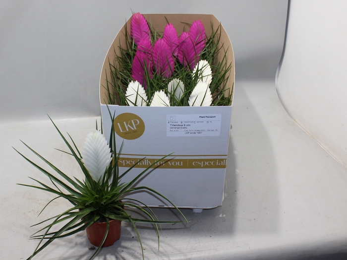 Tillandsia mixed 9Ø 22cm