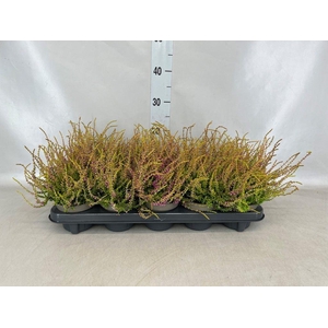 Calluna vulg. 'Tib'