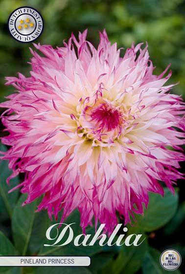 <h4>Dahlia Pinelands Princess x1</h4>