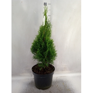 Thuja occid. 'Smaragd'