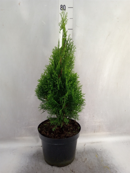 <h4>Thuja occid. 'Smaragd'</h4>