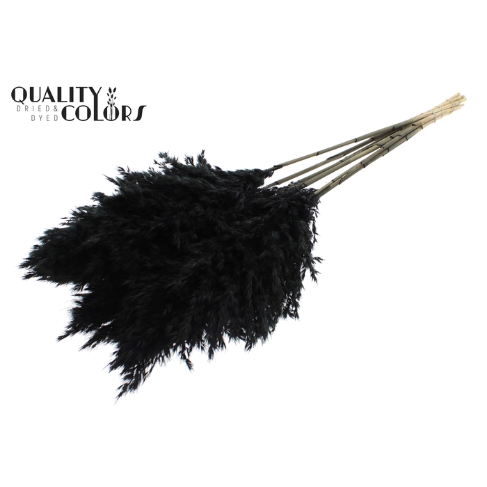 <h4>Pampas Grass 70cm 10st/bunch Black</h4>