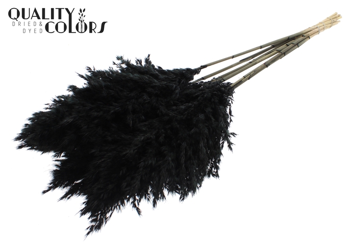 Pampas Grass 70cm 10st/bunch Black